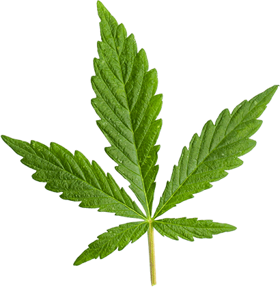 https://oldtownweeddelivery.com/wp-content/uploads/2018/12/marijuana_leaf_large.png