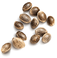 https://oldtownweeddelivery.com/wp-content/uploads/2018/12/marijuana_seeds_white.png