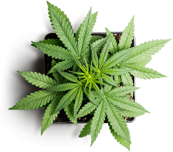 https://oldtownweeddelivery.com/wp-content/uploads/2018/12/slider_marijuana_01.png